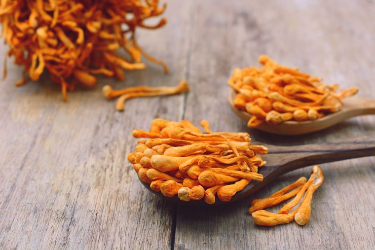 Cordyceps mushroom