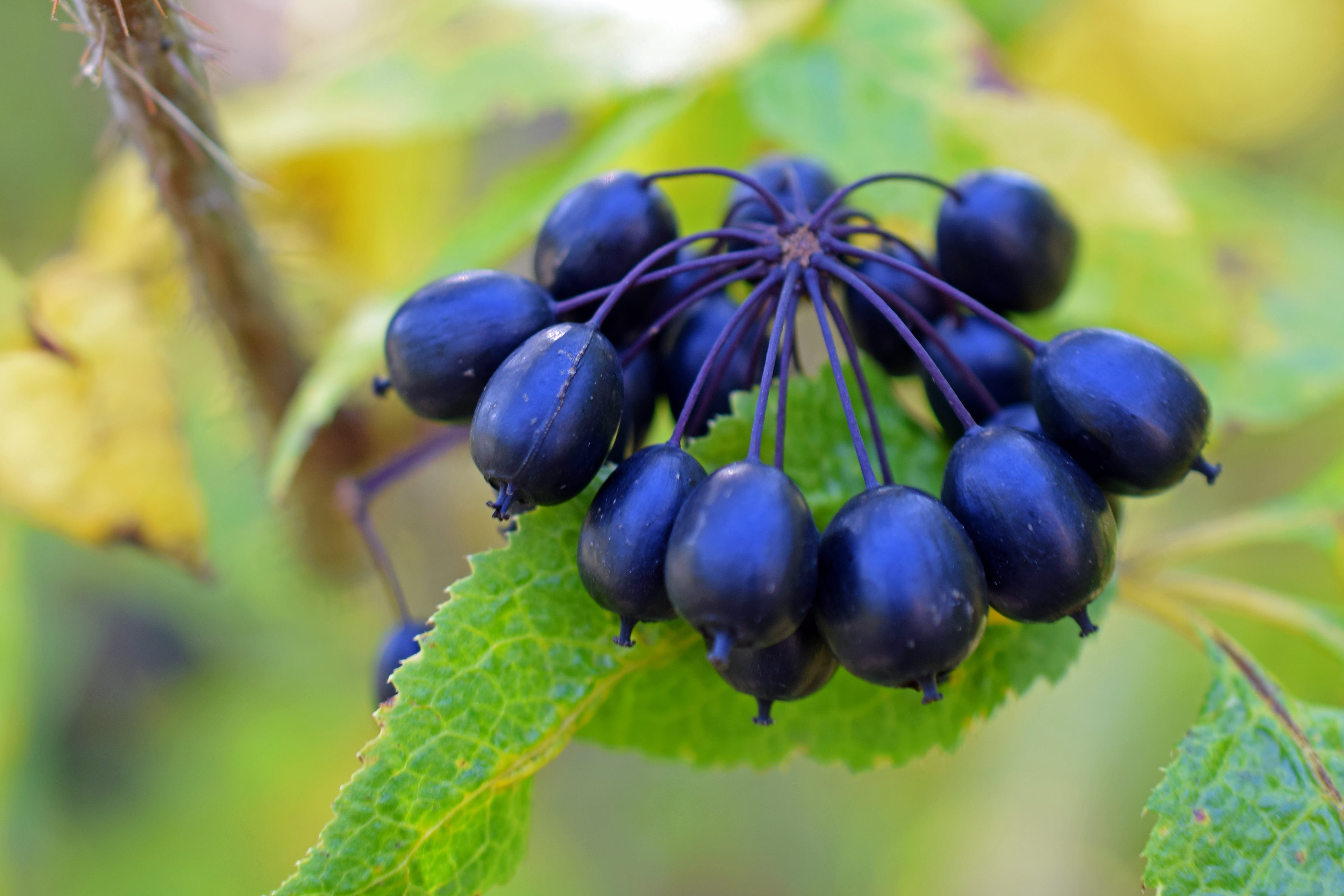 Eleuthero Siberian Ginseng