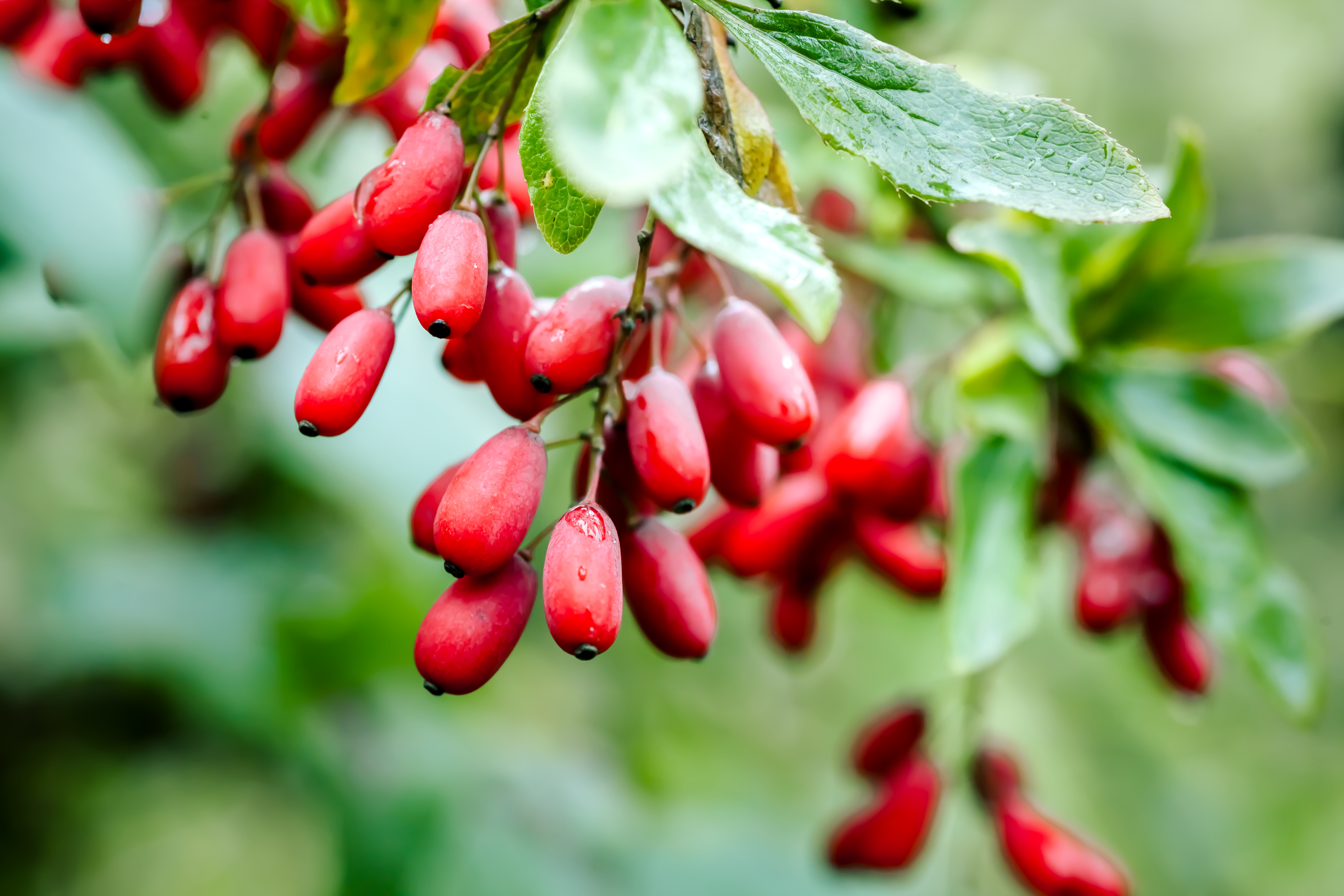 Branch of ripe red barberry after a rain with drops of water