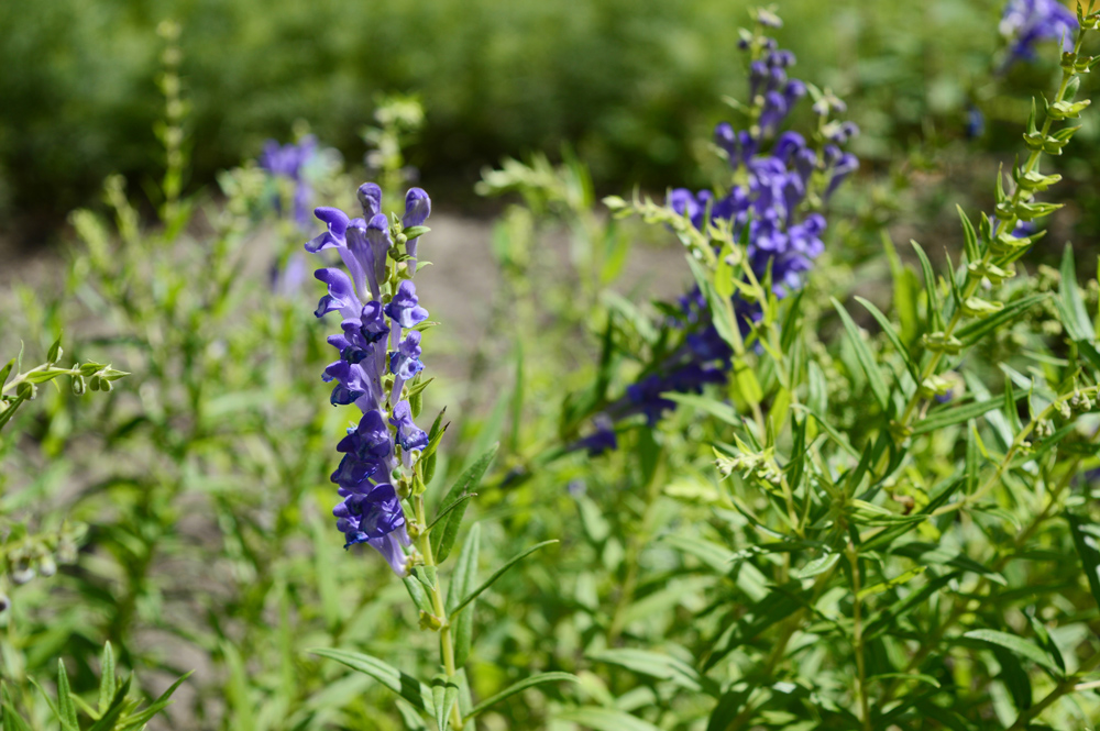 Chinese skullcap