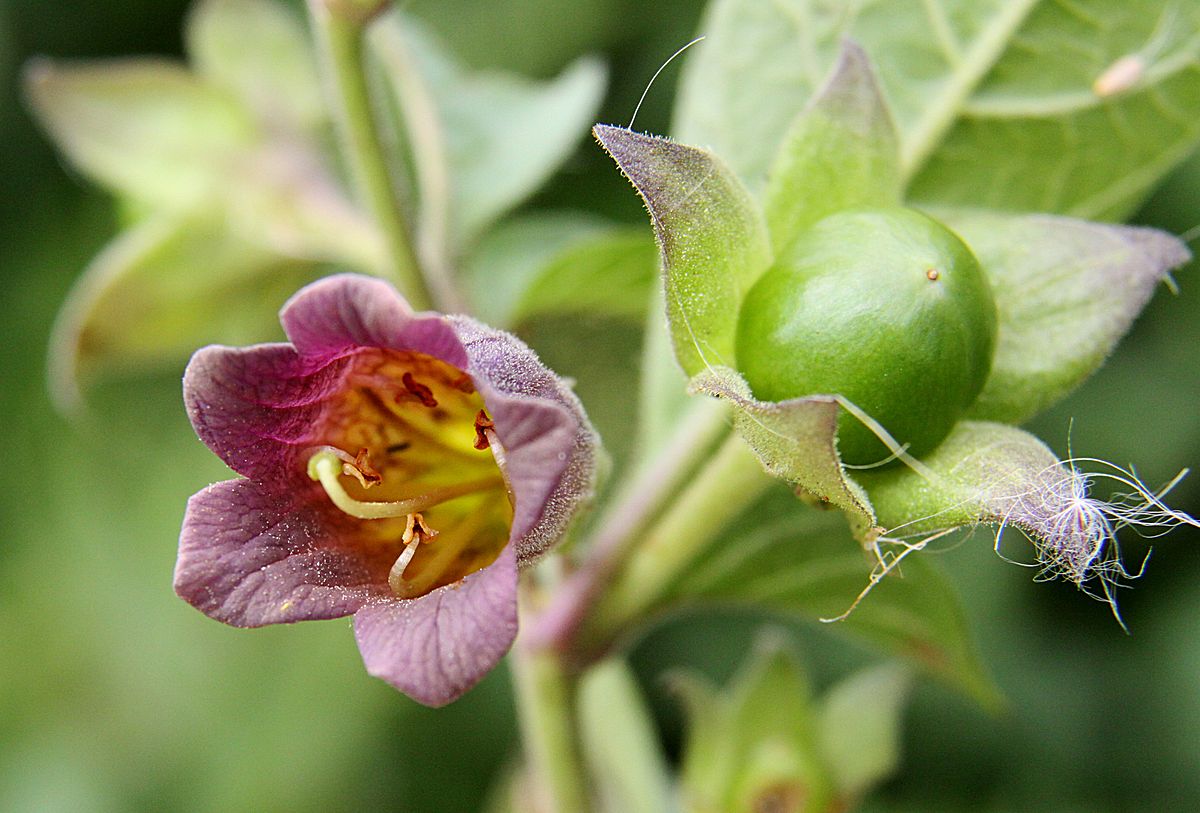 Atropa Belladonna (Deadly Nightshade)