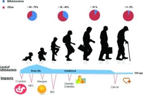 bifidobacteria-levels