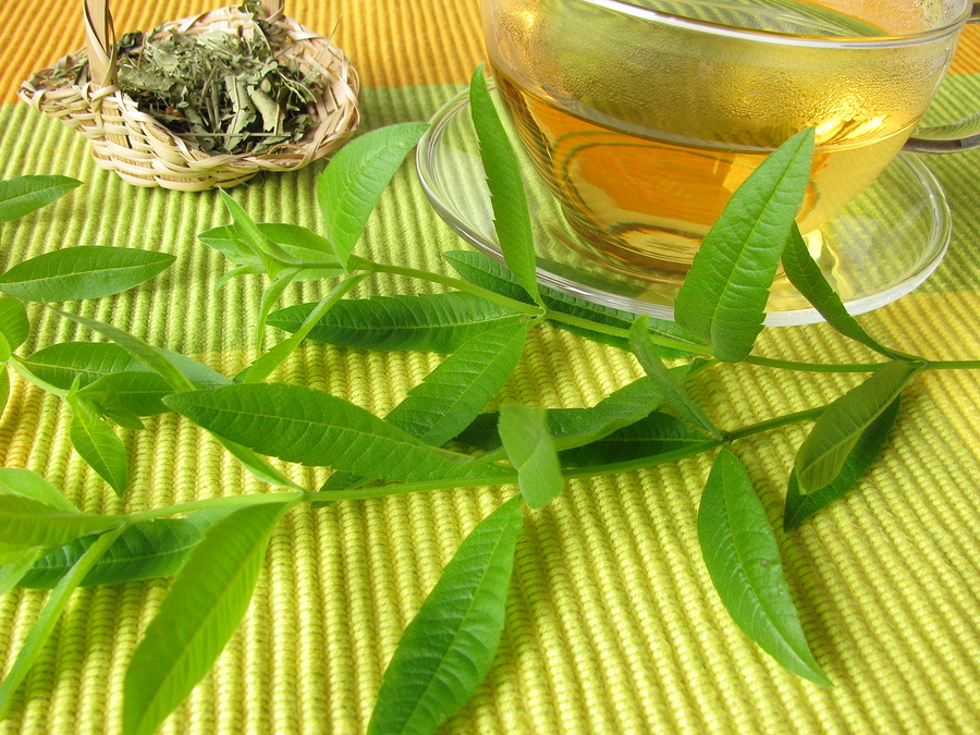 lemon verbena plant