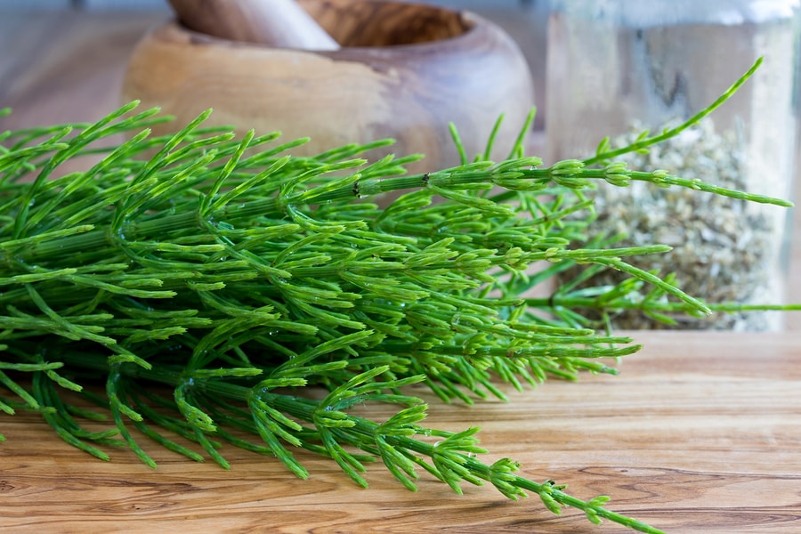 Horsetail Herb