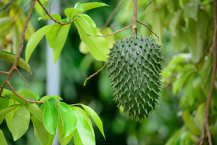 Guanabana