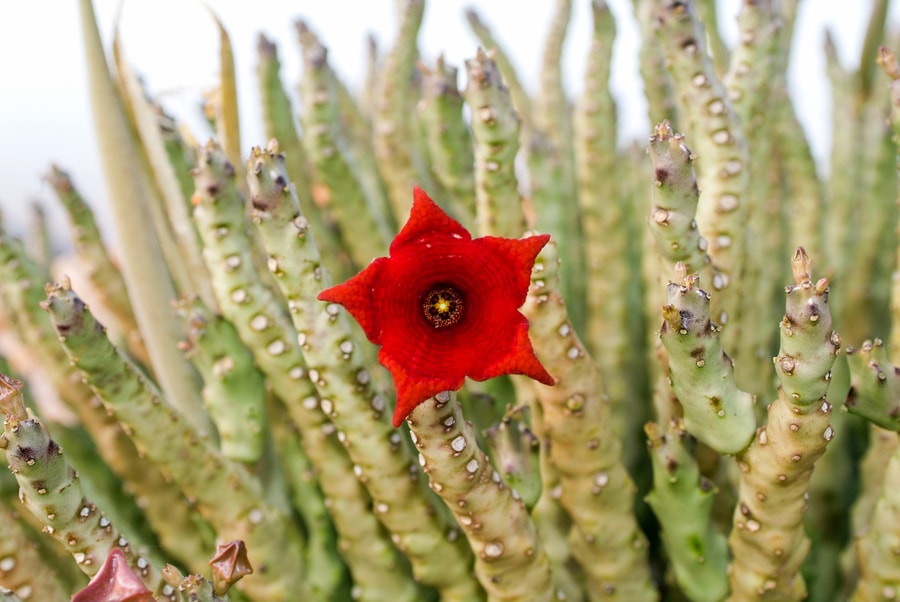 Caralluma