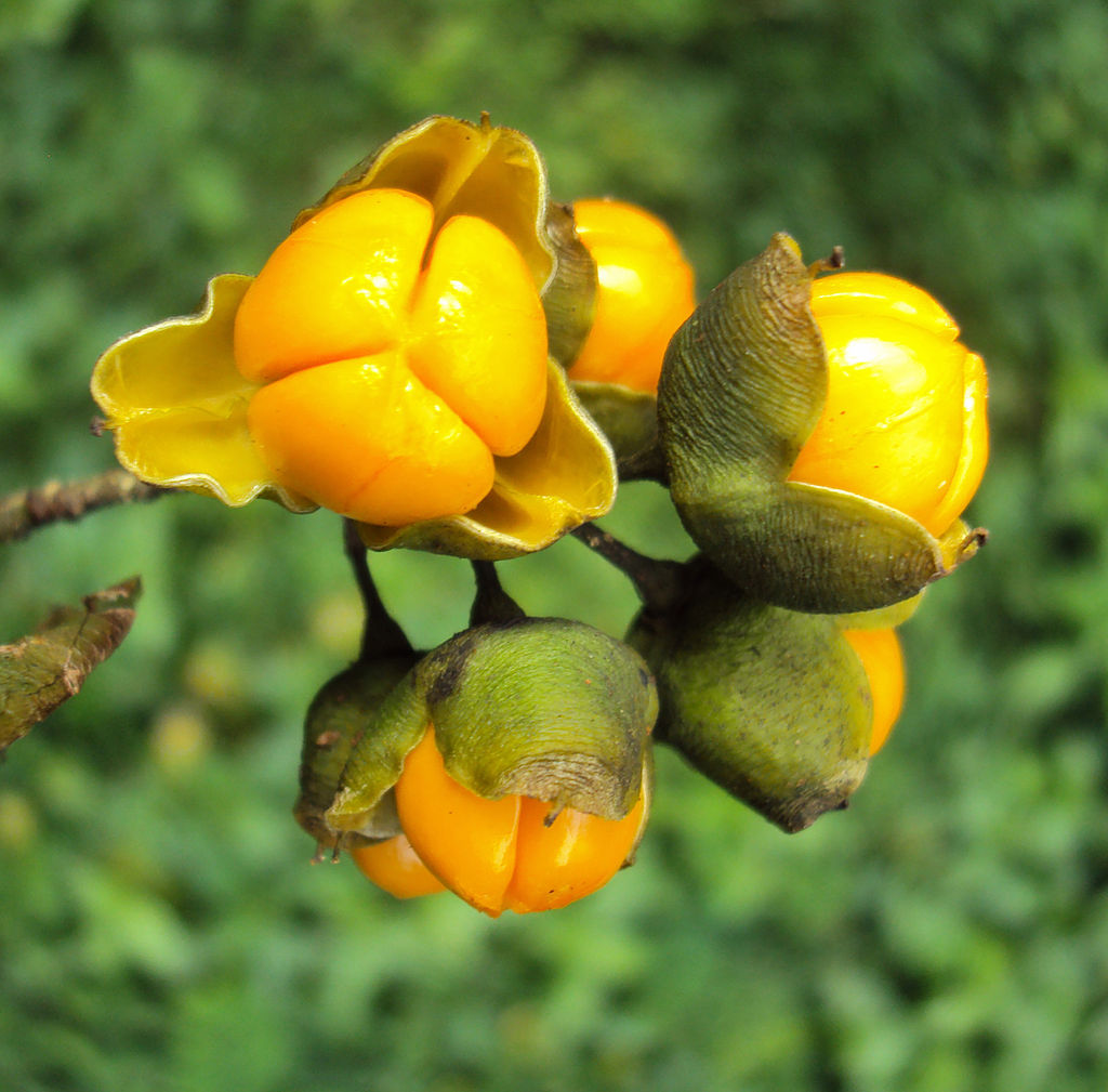 Celastrus paniculatus seeds