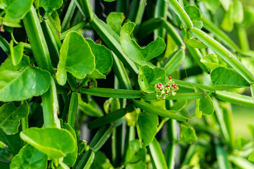 Cissus-Quadrangularis