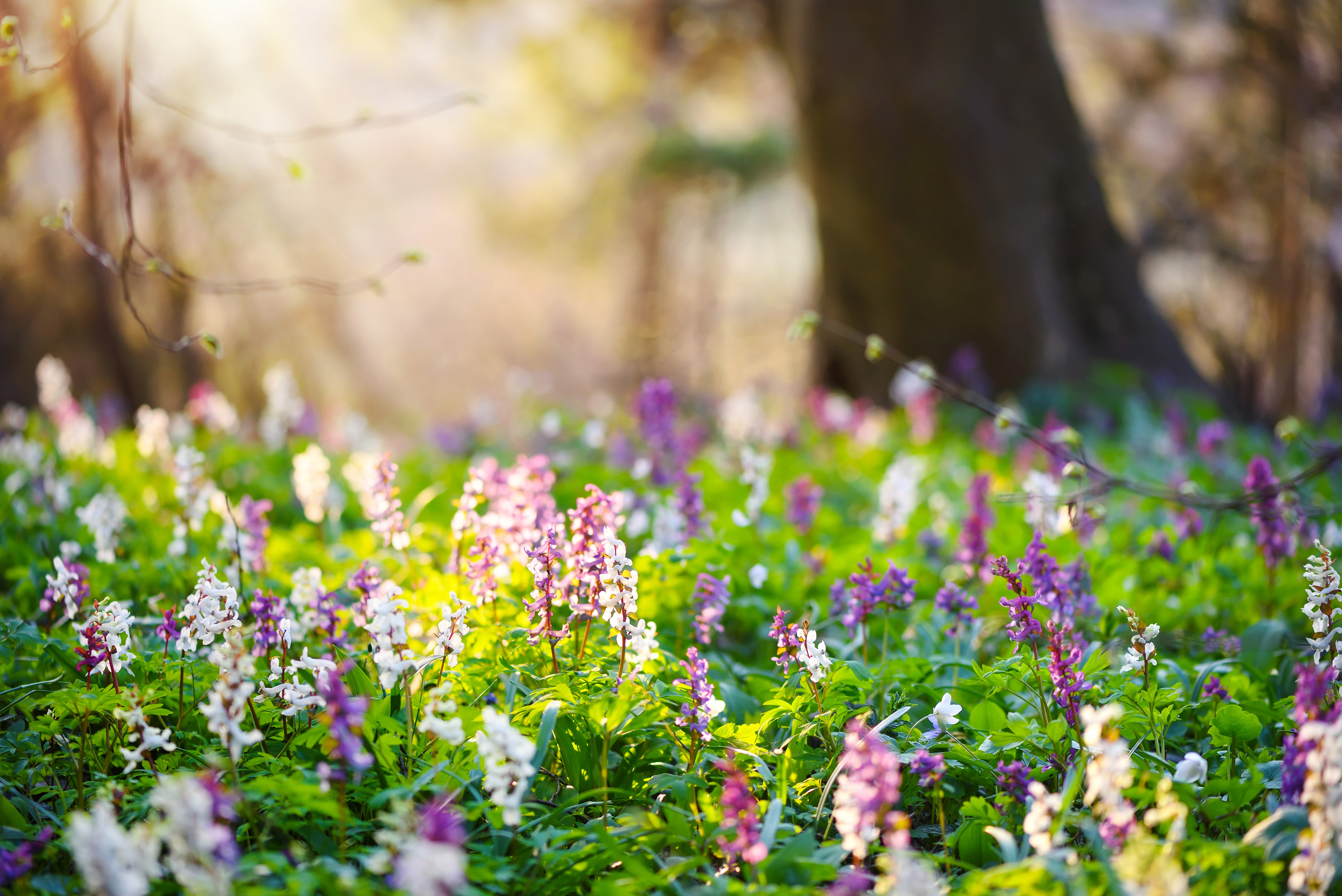 Corydalis