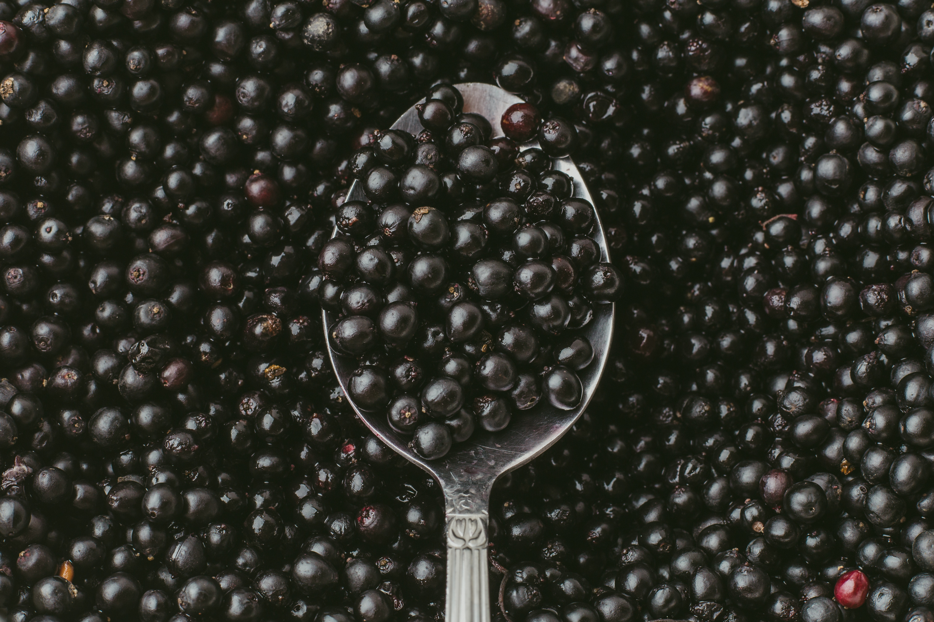 Elderberry