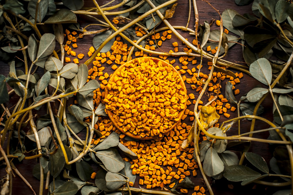 Fenugreek