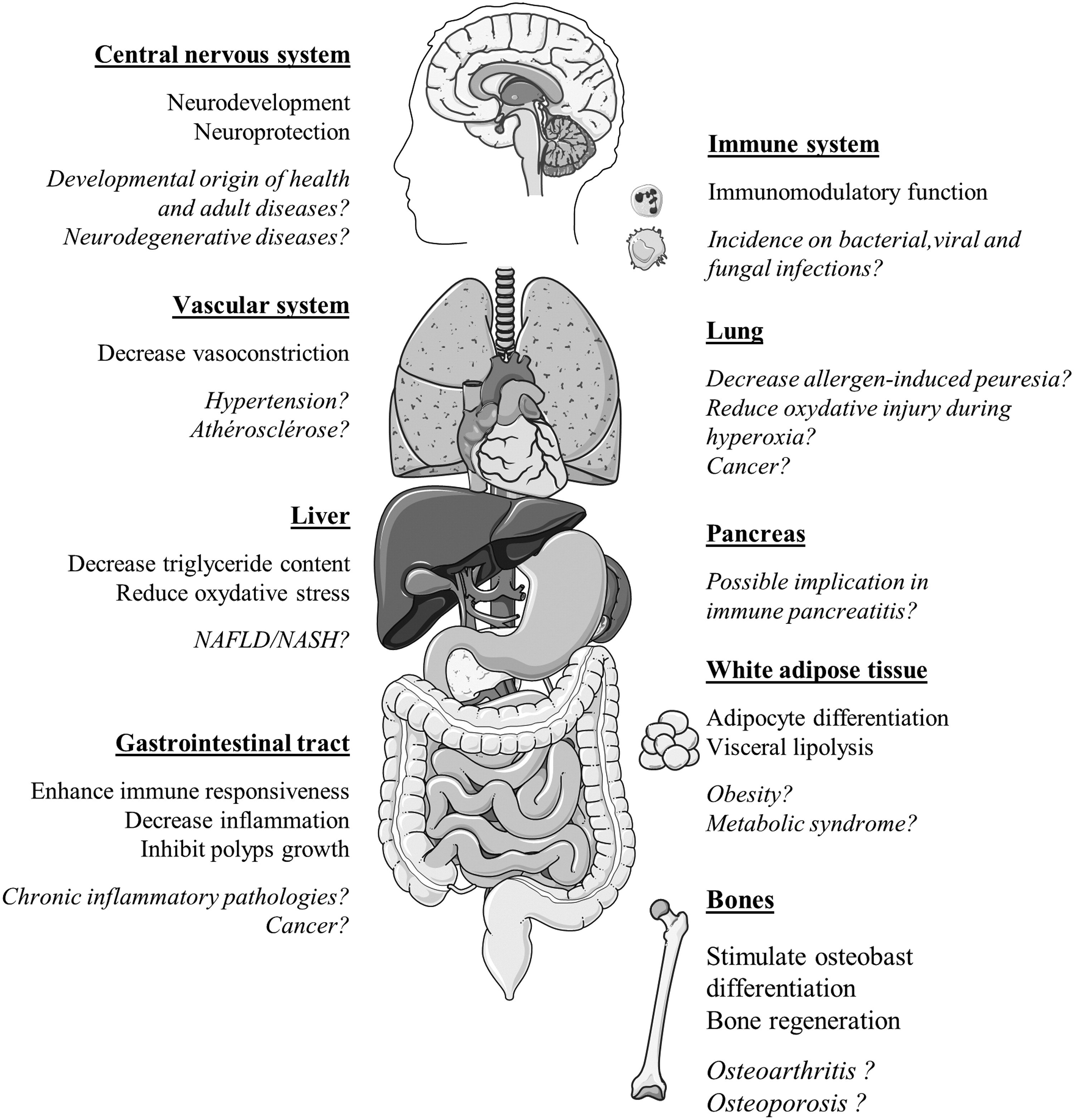 https://www.ncbi.nlm.nih.gov/pubmed/26981846, image from Servier Medical Art