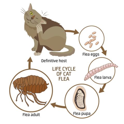 flea life cycle