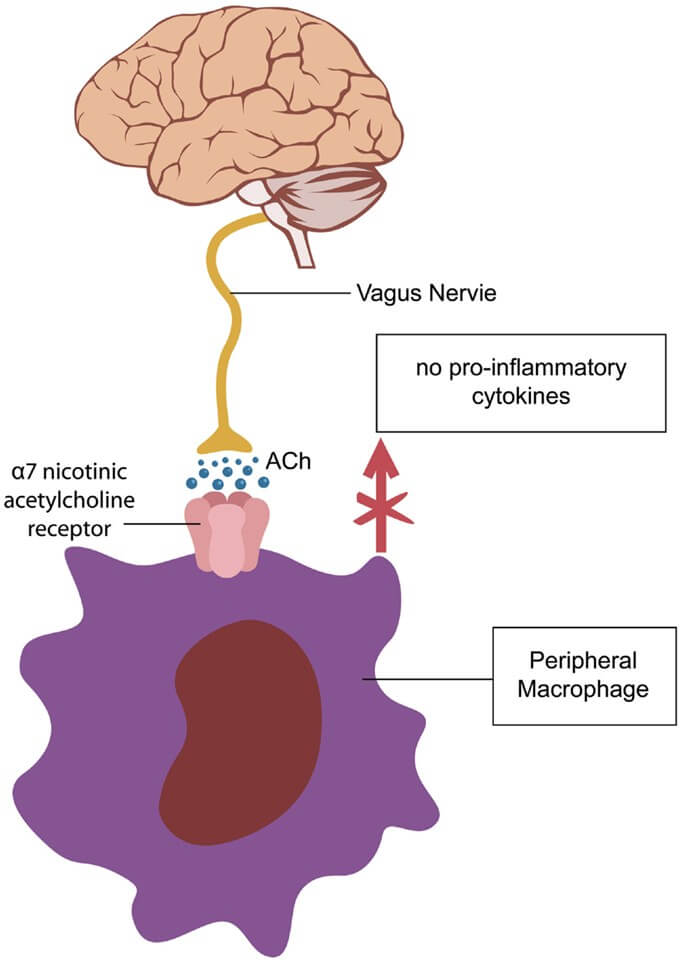 Diagram of galantamine