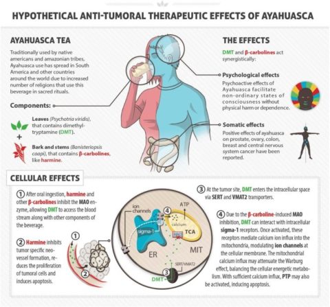 How Ayahuasca combats cancer