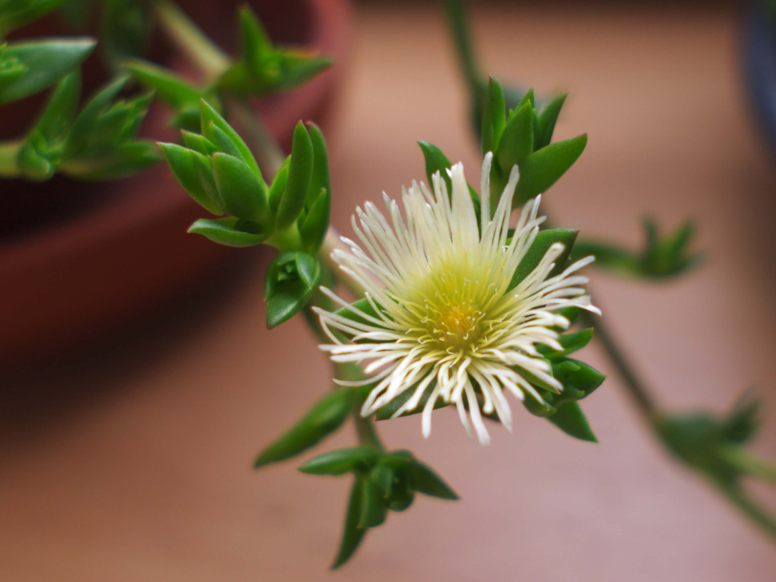 Kanna Flower