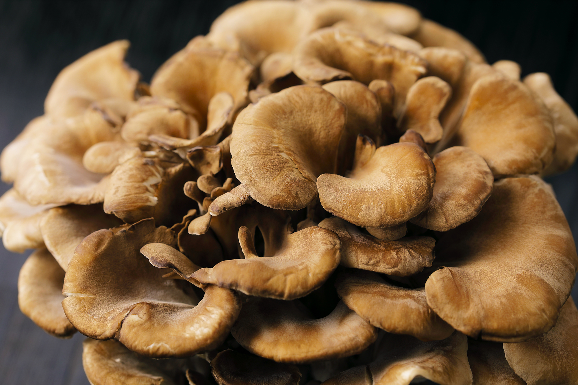 Maitake-Coronavirus