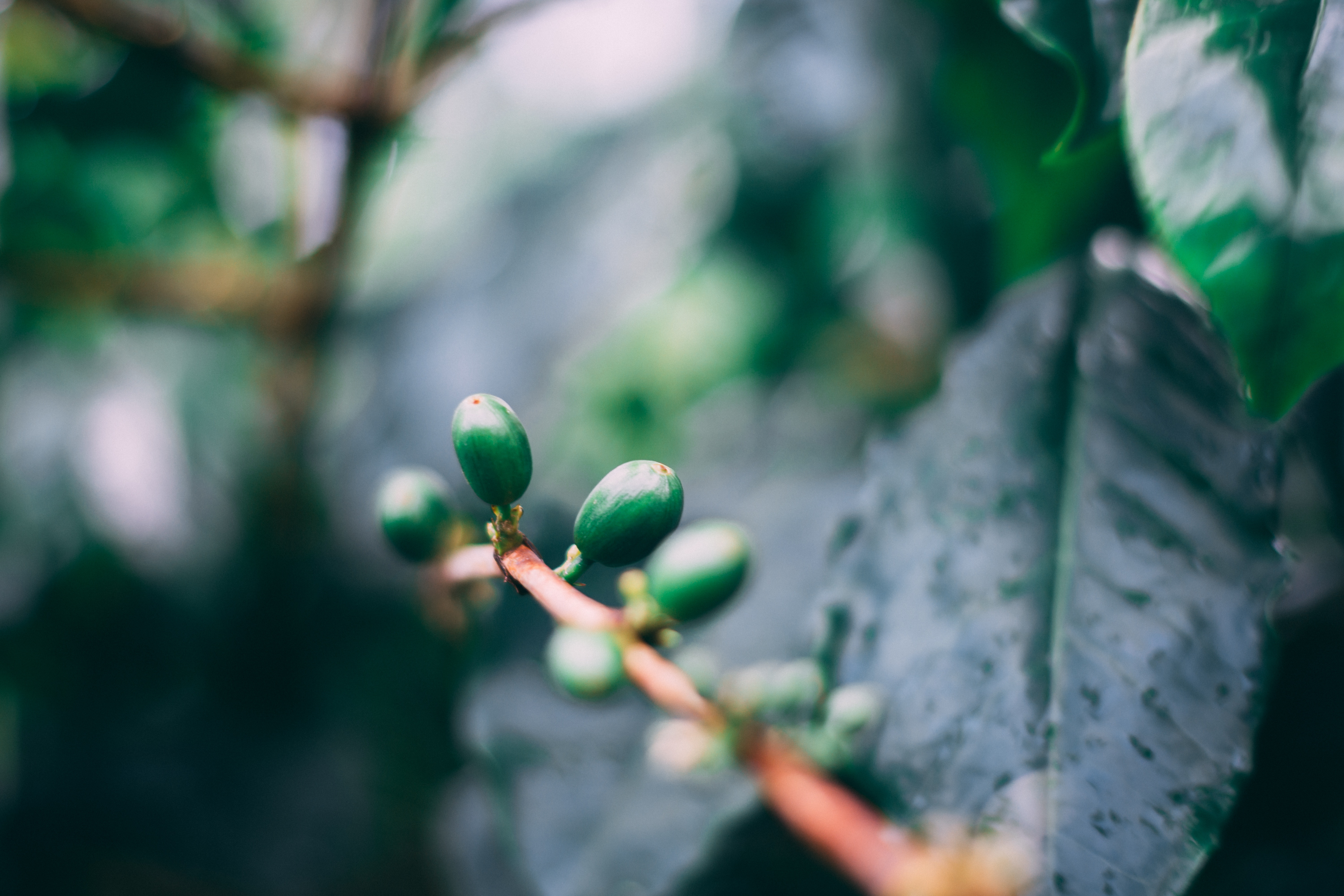 seeds branch plant