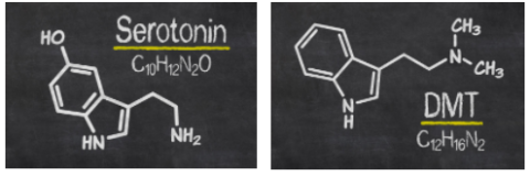 DMT and serotonin have similar structure