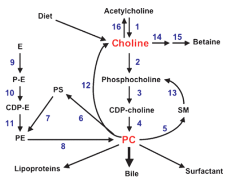 Image credit: https://www.ncbi.nlm.nih.gov/pubmed/18204095